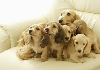 Cute Labrador Puppies Wallpaper Beautiful