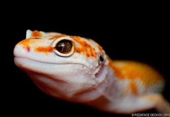 Leopard Gecko Wallpaper By Basticelis