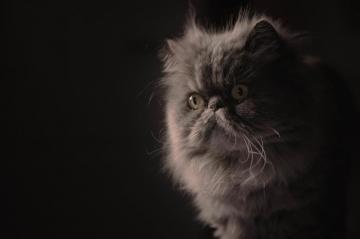Persian Cat HD Wallpaper
