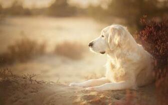 Wallpaper Golden Retriever Dog Sand