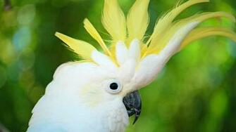 Cockatoo Modern 4k Ultra HD Wallpaper Bsnscb