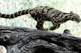 Clouded Leopard Wallpaper Background