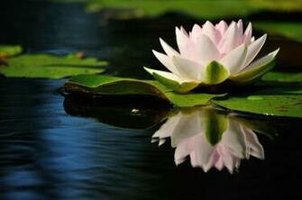 Water Lily Reflection Quiet Leaves Stock Photos