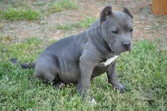 Photos Pitbull Dogs Perros Fotos E Im Genes En Foto X