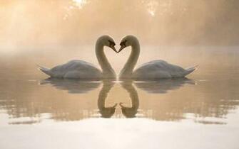 Mobile Wallpaper Animals Birds Water Hearts Swans