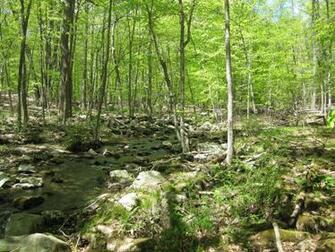 Spring Forest Wallpaper High Definition