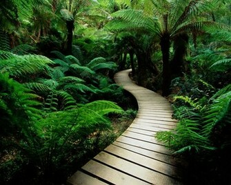 Nature Wood Road Desktop Pc And Mac Wallpaper