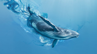 HD Whale Wallpaper