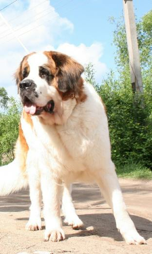 Saint Bernard Puppy X Kb Jpeg HD Wallpaper