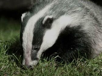 Wisconsin Badgers
