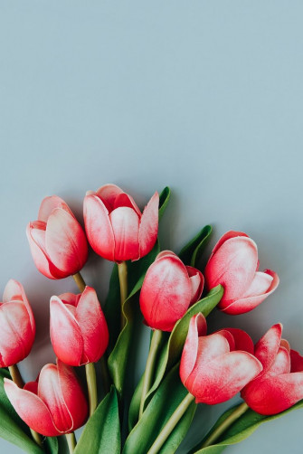 Red And White Tulip On Blank Blue Background Template Premium