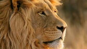 Liger Wallpaper Image