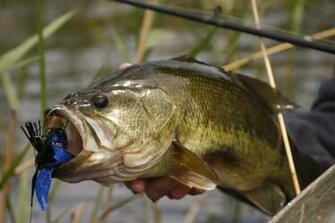 Largemouth Bass Wallpaper