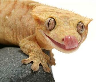 Crested Gecko Available In Different Size Ranging From