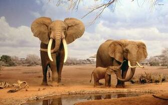 Elephant Wallpaper HD Pictures One