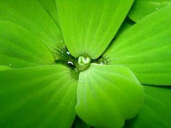 Nature Image For Desktop Wallpaper