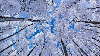 Winter Computer Wallpaper
