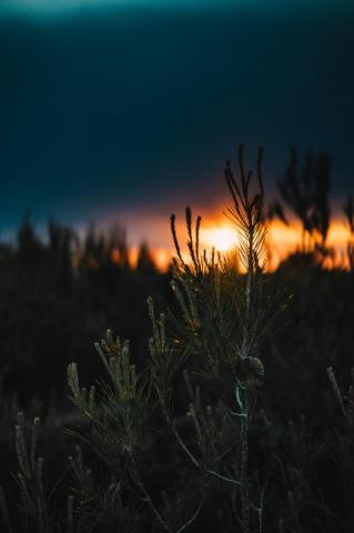 Nature iPhone Wallpaper Idrop News