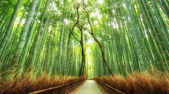 Japan Nature Wallpaper Full HD Background
