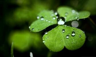 Best Four Leaf Clover Background HD