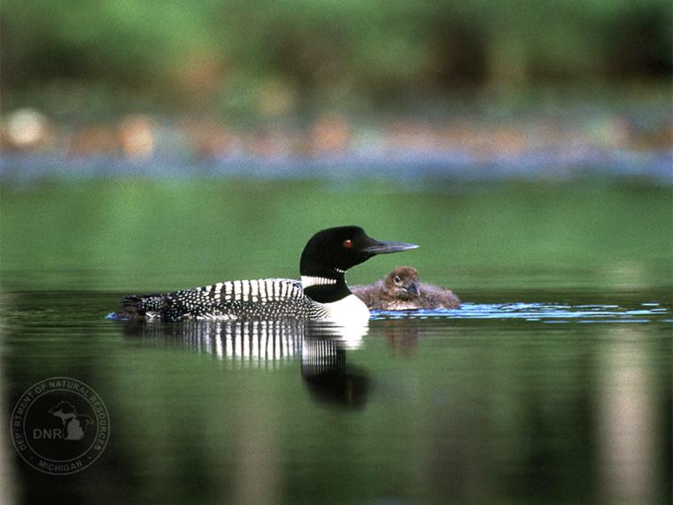 Loon Wallpaper Related Keywords Amp Suggestions