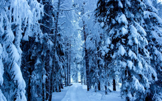 Snow Forest HD Wallpaper