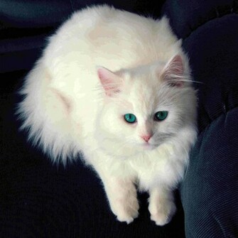 Beautiful White Cat Wallpaper Photosjunction