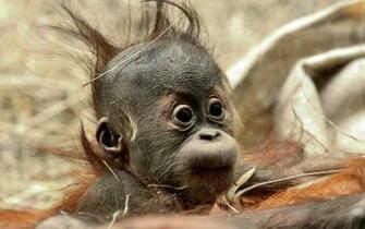 Lustigen Haar Baby Affe HD Desktop Hintergrund Breitbild