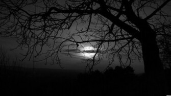 Dark Trees Wallpaper Desktop Background Image Photos