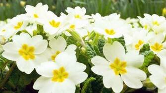 Stock Photos Of Jasmine Flowers Image Photography Royalty