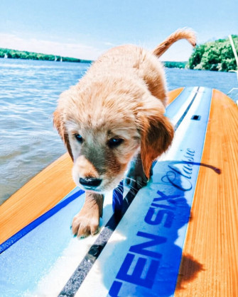 The Coolest Ready For Summer Dogs Diy Darlin Dog