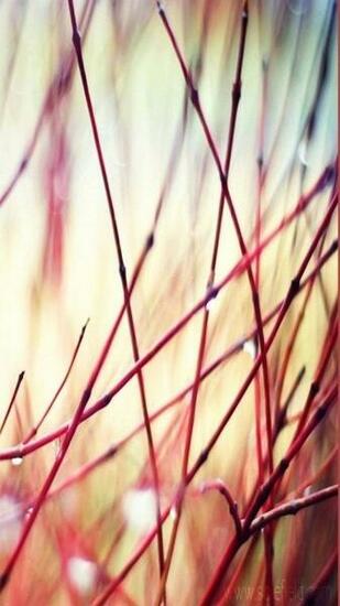 Wallpaper Samsung Galaxy A5 Red Grass