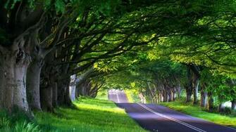 Road HD Wallpaper Background Image Id