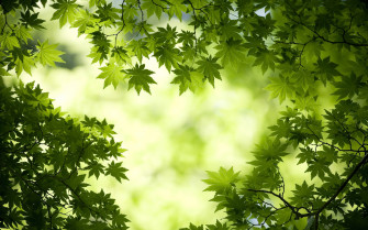 Green Leaf Wallpaper HD