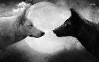 Black And A White Wolf Wallpaper Artistic
