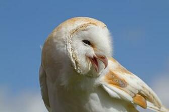 File Male Barn Owl Jpg