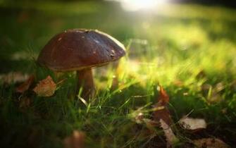 Forest Mushroom Wallpaper Wallpaperz Co