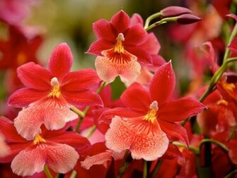 Pansy Flowers Wallpaper HD Pictures One