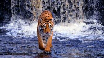 Running Waterfall Wallpaper Animals Animal Fall