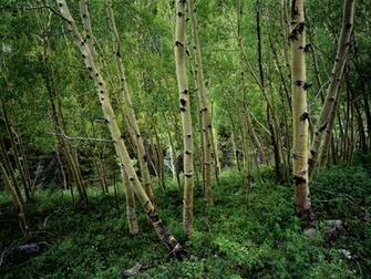Birch Forest Wallpaper Stock Photos