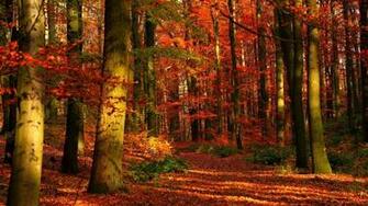 Autumn Wood Leaves Trees Red Gleams Wallpaper Background 4k