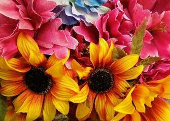 Multicoloured Flowers With Showy Petals And An Inner Core