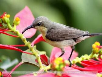 Spring Bird Wallpaper