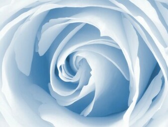 Rose Wallpaper Blue HD