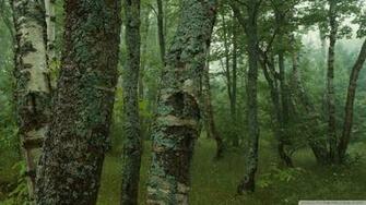 Wallpaper Screen Diablo3 Monitor Trees Image