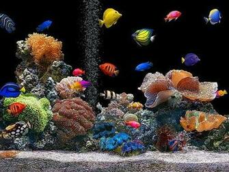 Live Aquarium Wallpaper To Your Cell Phone Corals