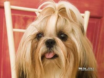 Shih Tzu Puppy Photos Dog Wallpaper No Desktop