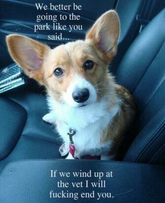 Welsh Corgis Funny Stuff Photos Things Animal Giggles