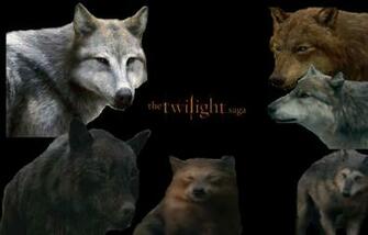 Twilight Saga Wolves By Alphawolfkodijr
