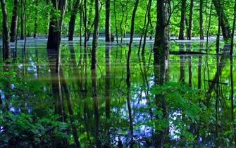 Swamp Computer Wallpaper Desktop Background